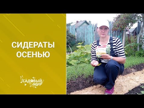 Вопрос: Можно ли сажать помидоры после клубники?