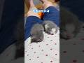 ネコと子ネコとおじさん　2023パヤパヤ時代シリーズ毛玉ニャンコ　#shorts #猫のいる暮らし #cat #子ネコ #kitty #毛玉ニャンコ #子猫