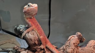 Merry Christmas!! Silkback Bearded Dragon Care Video