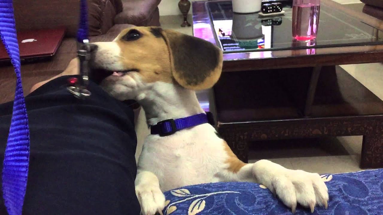 Mowgli The Beagle try to catch a bell