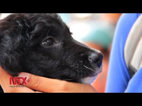 Cultura de adopción de perros, solución para todos