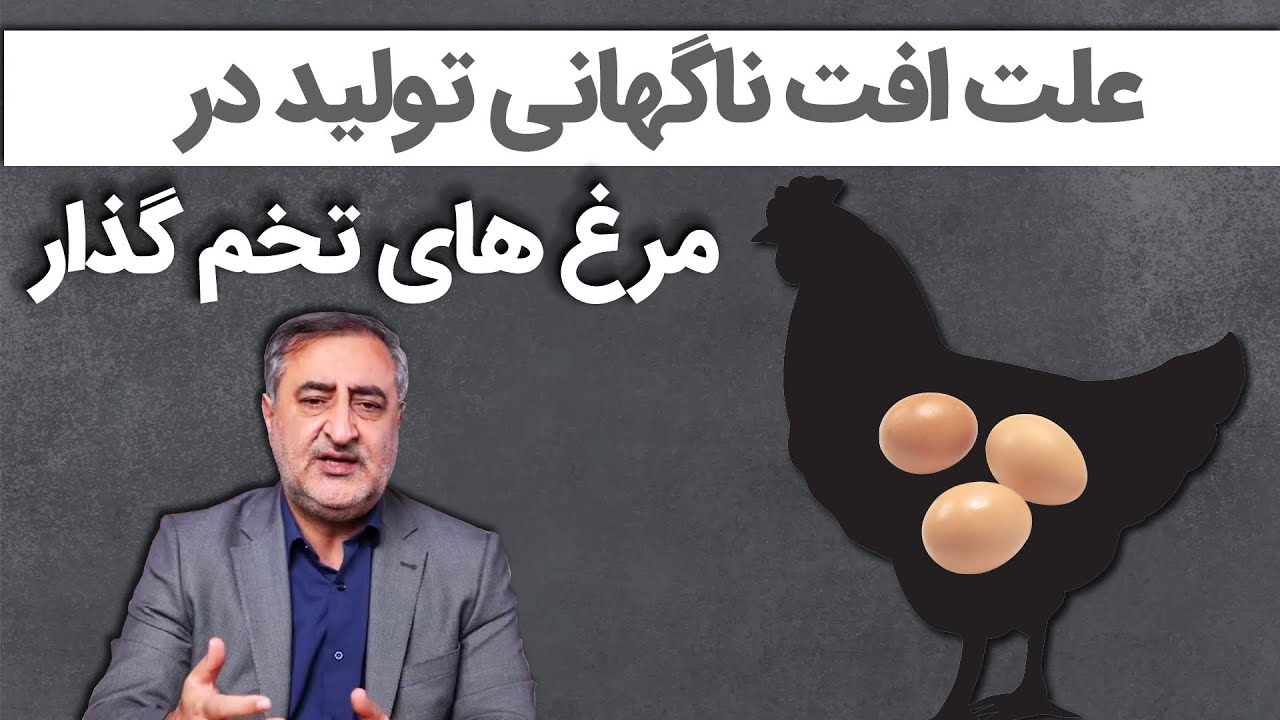علت افت ناگهانی تولید در مرغ های تخم‌گذار Causes of Sudden Drop in Production in Laying Hens