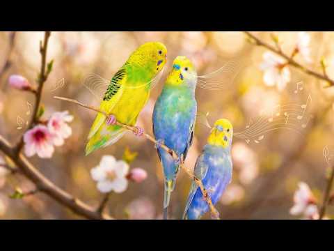 Is Your Bird Happy? Play This Massive Garden Aviary Sound