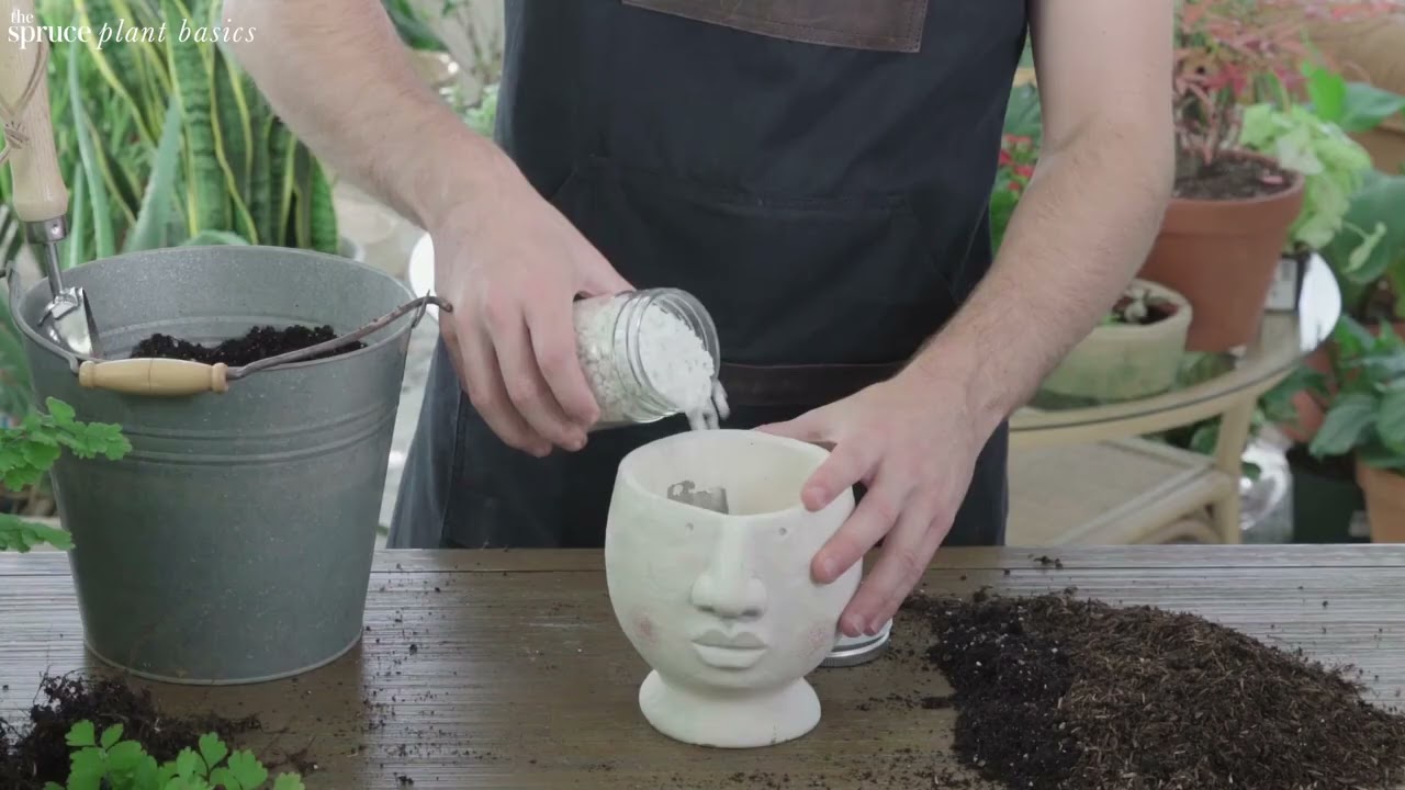 How to Grow and Care for Maidenhair Fern Indoors