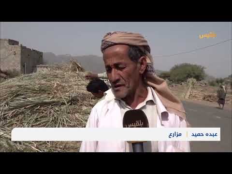 غلاء الأعلاف يهدد المزارعين في ريف تعز
