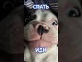 У кого какое время?😂 #собака #суперсобака #французскийбульдог #смешновидео #юмор
