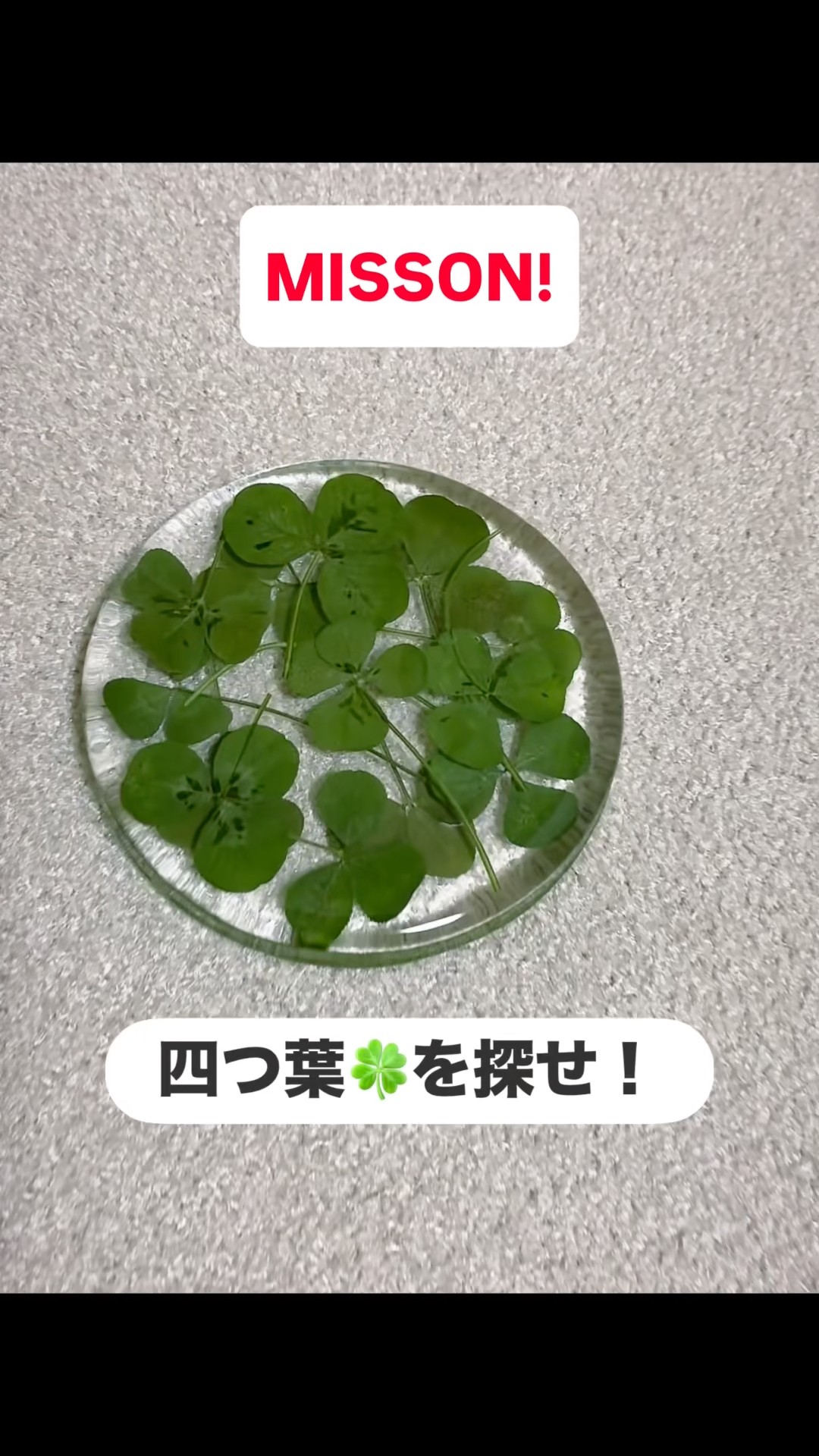 四つ葉のクローバー🍀を探せ！ - YouTube