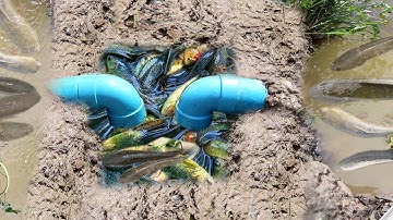 Smart Girl Make PVC Pipe Deep Hole Fish Trap To Catch A Lot Of Fish