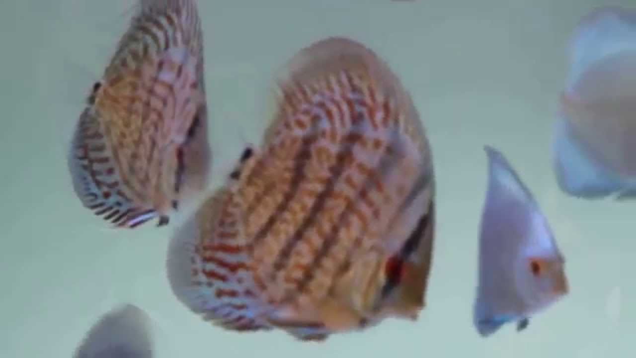 discus breathing hard YouTube