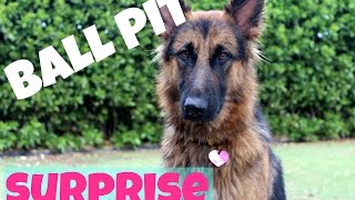 GERMAN SHEPHERD GETS A HUGE BIRTHDAY SURPRISE! @randomthatsme1