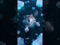 Wolf and Bear Friendship | Frozen River Survival Story