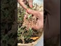 14 April 2026 Tulsi ke phool Ko aap utaar le chai aur bij ke liye#Tulsi medicine bhi hai#
