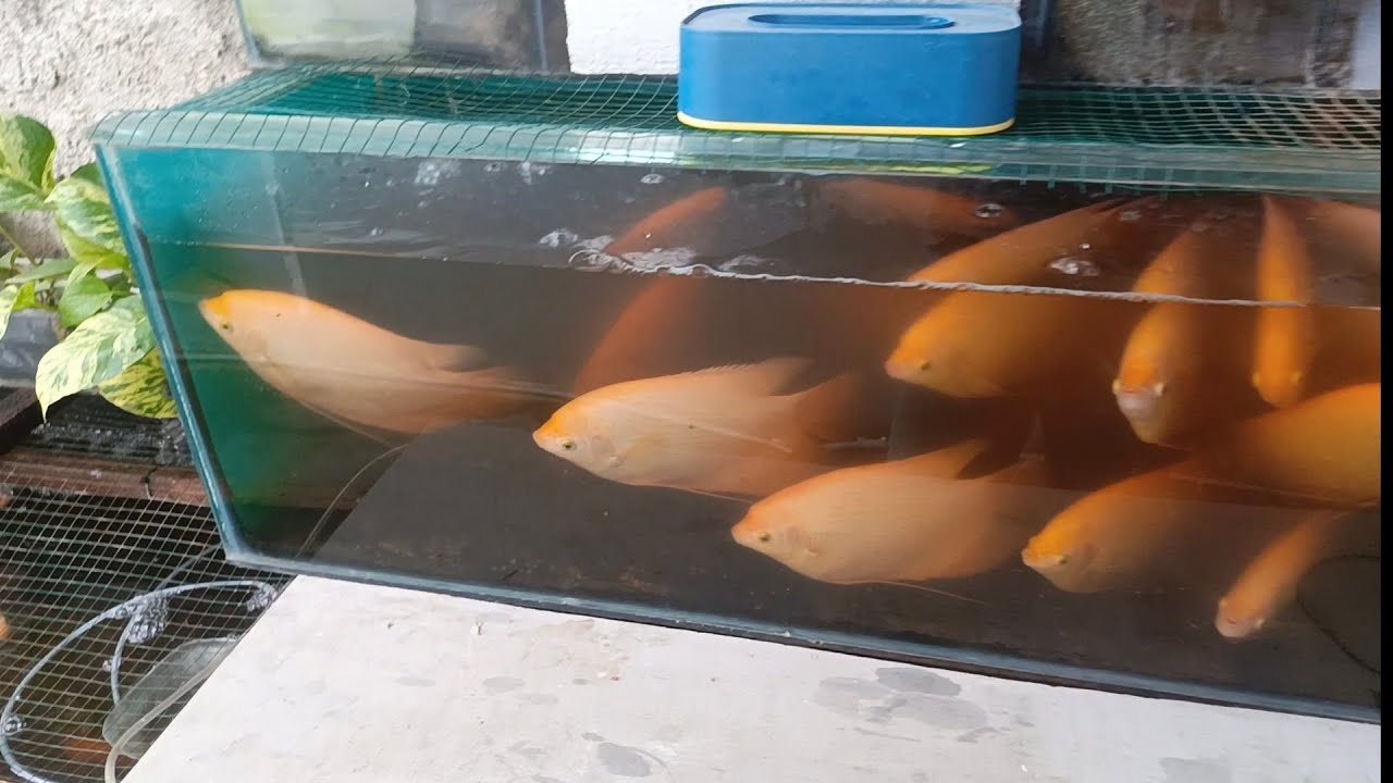 Rasa daging Gurame padang ? 