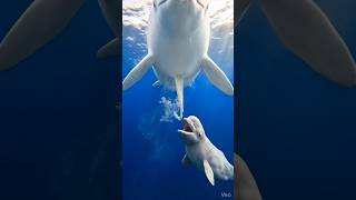 Mother Beluga's Feeding Technique Will Shock You #whales #ocean #shorts