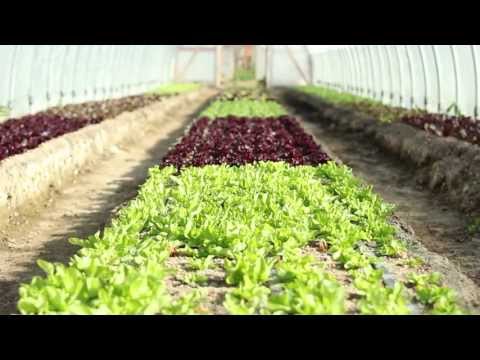 video:CSA Member Talks About La Nay Ferme's Quality Produce