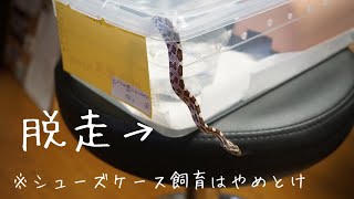 100均のシューズケースでコーンスネークを飼育すると脱走されるので