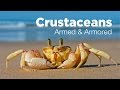 Armed and Armored:  The Amazing Evolutionary Story of Crustaceans