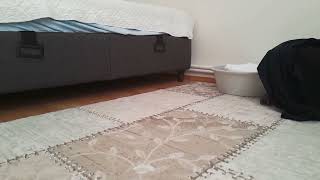 Misket Ve Richard Banana Joe