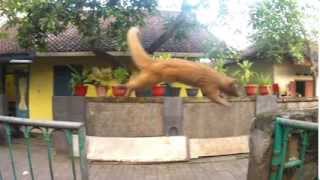 Gopro: Jump of Luwak - TV Commercial