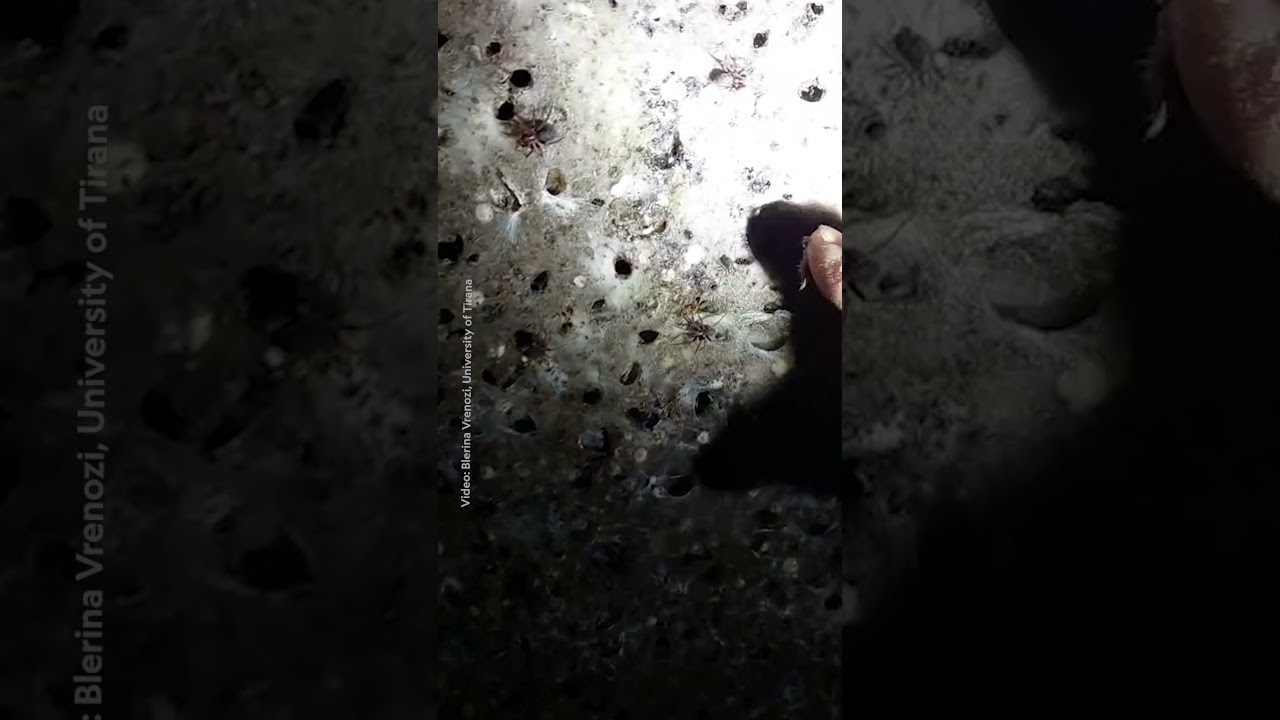 I segreti delle ragnatele