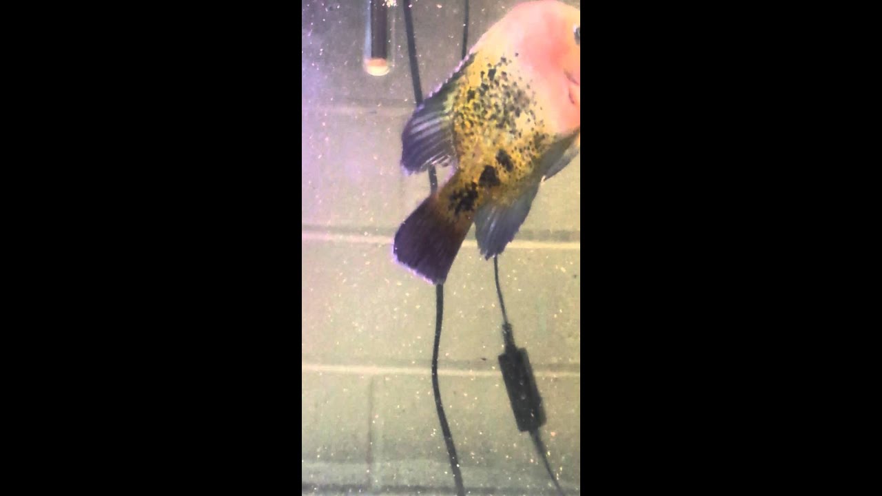 Red head synspilum cichlid feeding time YouTube