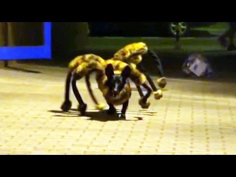 mutant-giant-spider-dog-prank-terrifies-people