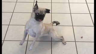 Pugs Trying To Catch Treats (Slow Mo)
