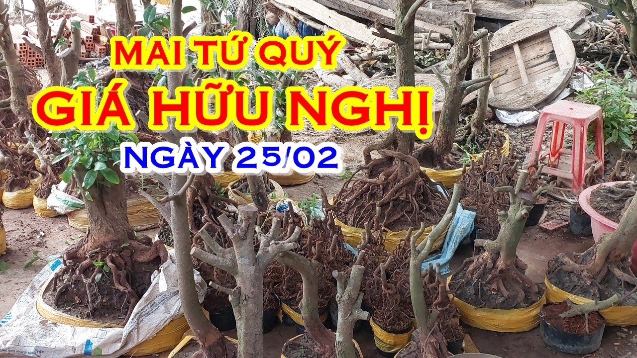 ANH QUANG 📲 O982461OO7 GIÁ TỐT - MAI TỨ QUÝ GIAO LƯU NGÀY 24/02 