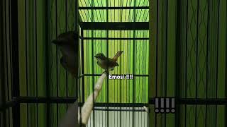 Download Lagu srdc gacor Emosi tinggi. #shorts #shortvideo #srdc#srdcbali #srdcgacor #pancingansrdc MP3