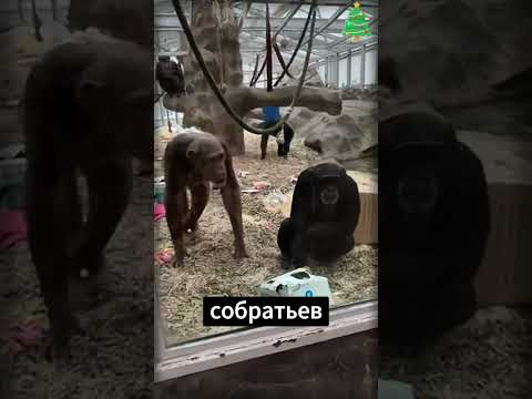Шимпанзе и протез: обезьяний шок в зоопарке