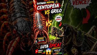 🦗 🐛⚔️🔥CENTOPÉIA GIGANTE vs GRILO 😱#shorts #viral #centopeia #insetos #grilo #fyp #curiosidades