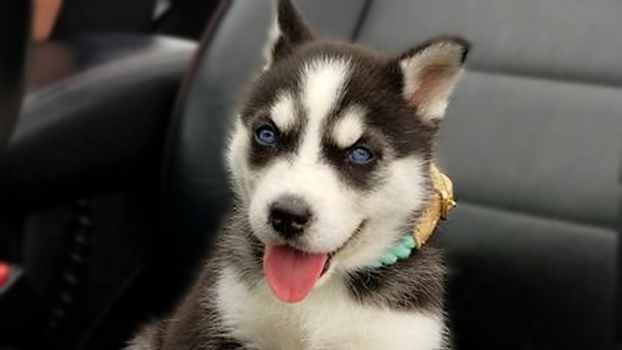 really cute husky puppies