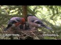 Hýl obecný - (Pyrrhula pyrrhula) - Bullfinch - Gimpel