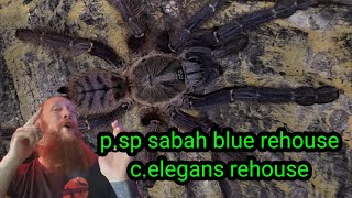 Sabah Blue Tarantula Rehousing
