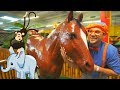 Учим животные джунглей на английском / АНГЛИЙСКИЙ ДЛЯ ДЕТЕЙ / Blippi learns about jungle animals