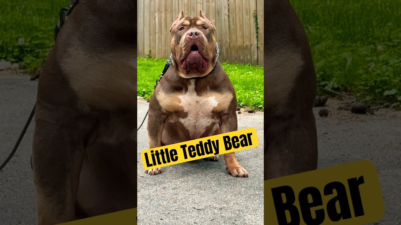 XL BULLY BREED 