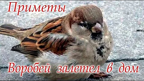 Воробей постучал в окно #Приметы #Светлана_Веда