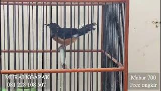 Download Lagu 700 Gratis Ongkir MP3