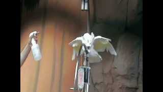Pappagalli fanno il bagno al Rainforest Café® Downtown Disney - Orlando - Florida
