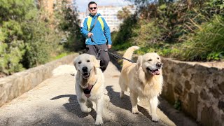 What a Walk with My Golden Retrievers Looks Like!