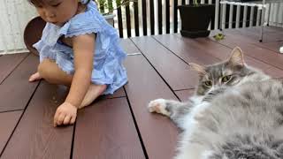 欲しいと思っていない葉っぱを渡される猫　ノルウェージャンフォレストキャットA cat whose leaves you don't need. Norwegian Forest Cat.