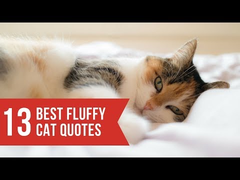 funny-cats-and-cat-quotes-and-sayings