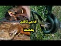 لماذا تتغذى الأفاعى والثعابين على أبناء جنسها وانواع اخرى من الثعابين مع احمد الدكرونى