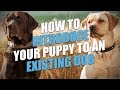 How to Introduce New Puppy to Current Dog (So They Get Along) How to Introduce New Puppy to Current Dog (So They Get Along)