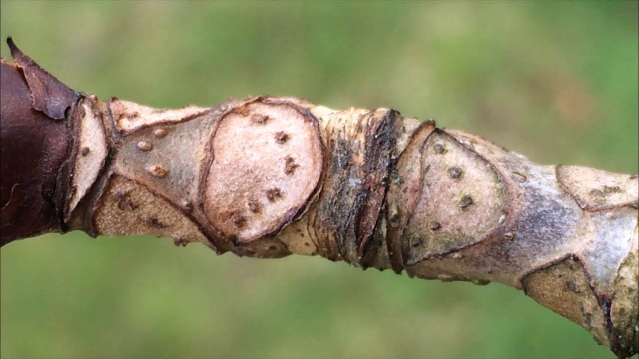Horse Chestnut (Aesculus hippocastanum) leaf scars close up March