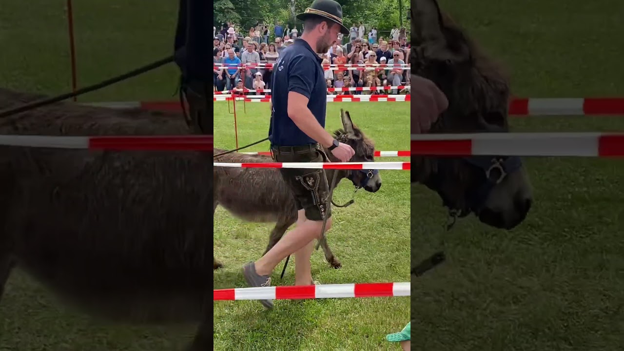 Eselrennen in Neumarkt in der Oberpfalz Bayern Гонки на ослах в  Германии 