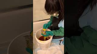 Ringworm Treatment in Kittens Pt.9