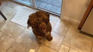 Vasco - AKC VSWT Level 1 Test