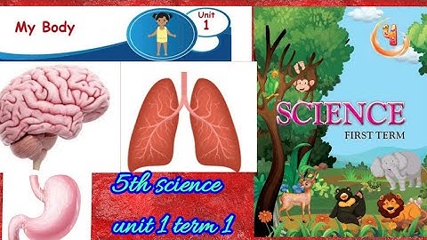 My body/ Internal organs(part-1)/4th standard/science/ unit 1/ term 1/samacheer kalvi