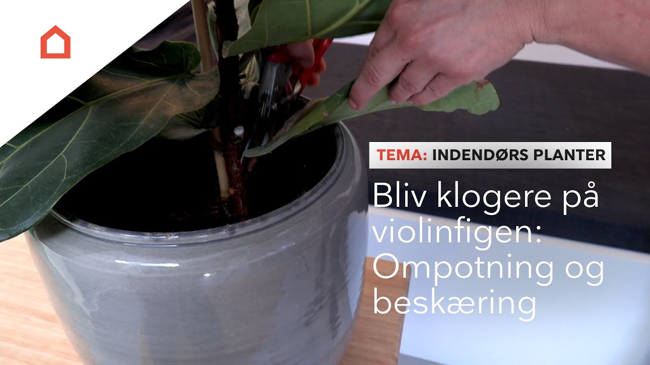 Pasning af violinfigen: Gode råd til ompotning og beskæring